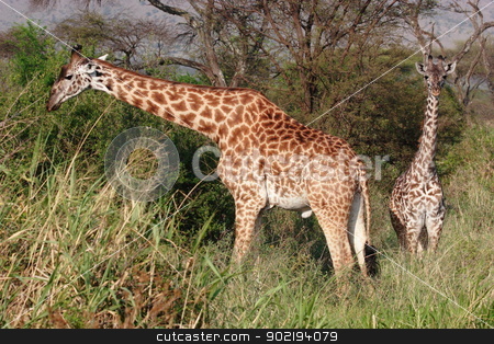To use this stock image in your creative project, please select the size you need over to the right and click the "Add to Cart" button.
Your downloaded image will come with the Cutcaster watermark removed so don’t worry about the watermark you see on this page. Giraffes stock photo, Giraffes in high grass of Serengeti NP by Achim Baque