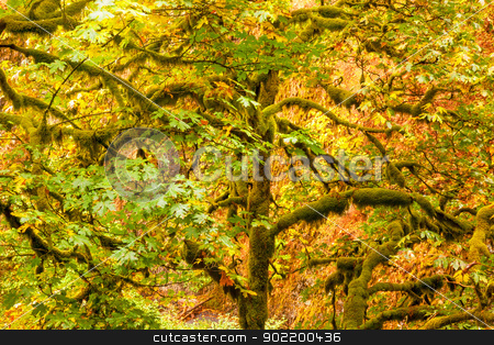 To use this stock image in your creative project, please select the size you need over to the right and click the "Add to Cart" button.
Your downloaded image will come with the Cutcaster watermark removed so don’t worry about the watermark you see on this page. Green Tree Moss, Colorful Fall Autumn Leaves Multnomah Falls Col stock photo, Green Tree Moss Colorful Fall Autumn Leaves Multnomah Falls Columbia River Gorge, Oregon, Pacific Northwest by William Perry