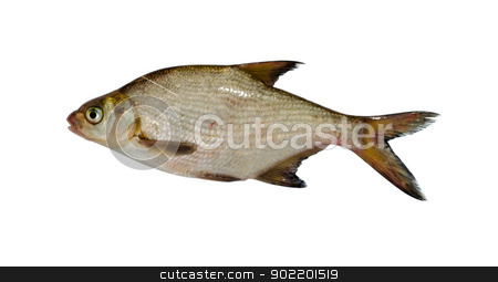 To use this stock image in your creative project, please select the size you need over to the right and click the "Add to Cart" button.
Your downloaded image will come with the Cutcaster watermark removed so don’t worry about the watermark you see on this page. silver bream lake fish closeup isolated on white stock photo, silver bream (abramis brama) lake fish closeup isolated on white background. by sauletas
