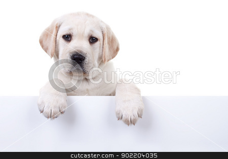 To use this stock image in your creative project, please select the size you need over to the right and click the "Add to Cart" button.
Your downloaded image will come with the Cutcaster watermark removed so don’t worry about the watermark you see on this page. Isolated Puppy Above Banner stock photo, 6 weeks old Labrador retriever puppy dog over white sign for your text, isolated on white by Stephanie Zieber