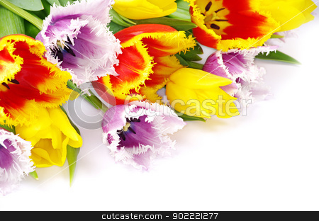 To use this stock image in your creative project, please select the size you need over to the right and click the "Add to Cart" button.
Your downloaded image will come with the Cutcaster watermark removed so don’t worry about the watermark you see on this page. tulips stock photo, bouquet of the tulips on white background by Vitaliy Pakhnyushchyy