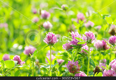 To use this stock image in your creative project, please select the size you need over to the right and click the "Add to Cart" button.
Your downloaded image will come with the Cutcaster watermark removed so don’t worry about the watermark you see on this page. clovers stock photo, red flower clovers on green background by Vitaliy Pakhnyushchyy