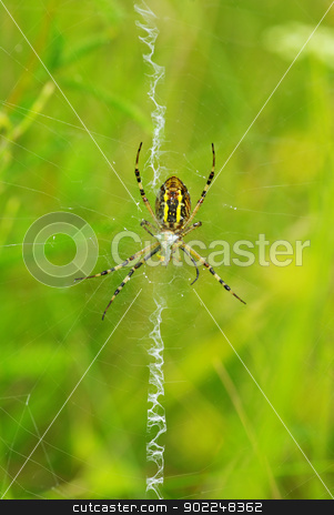 To use this stock image in your creative project, please select the size you need over to the right and click the "Add to Cart" button.
Your downloaded image will come with the Cutcaster watermark removed so don’t worry about the watermark you see on this page. spider stock photo, Macro of argiope spider on its web by Vitaliy Pakhnyushchyy