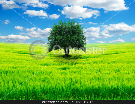 To use this stock image in your creative project, please select the size you need over to the right and click the "Add to Cart" button.
Your downloaded image will come with the Cutcaster watermark removed so don’t worry about the watermark you see on this page. field stock photo, field on a background of the blue sky by Vitaliy Pakhnyushchyy