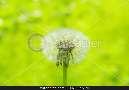 To use this stock image in your creative project, please select the size you need over to the right and click the "Add to Cart" button.
Your downloaded image will come with the Cutcaster watermark removed so don’t worry about the watermark you see on this page. dandelion stock photo, Close up of a dandelion on green by Vitaliy Pakhnyushchyy
