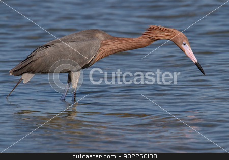 To use this stock image in your creative project, please select the size you need over to the right and click the "Add to Cart" button.
Your downloaded image will come with the Cutcaster watermark removed so don’t worry about the watermark you see on this page. Reddish Egret (Egretta rufescens) stock photo, Adult reddish egret hunting for fish in the ocean. by Glenn Price