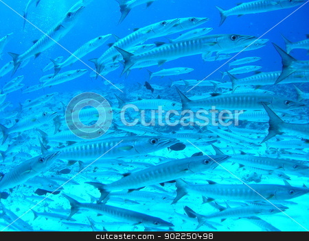 To use this stock image in your creative project, please select the size you need over to the right and click the "Add to Cart" button.
Your downloaded image will come with the Cutcaster watermark removed so don’t worry about the watermark you see on this page. School of barracudas stock photo, School of barracudas in Palau by otohime