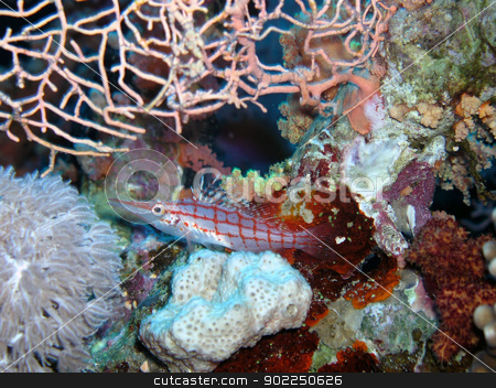 To use this stock image in your creative project, please select the size you need over to the right and click the "Add to Cart" button.
Your downloaded image will come with the Cutcaster watermark removed so don’t worry about the watermark you see on this page. Longnose hawkfish stock photo, Longnose hawkfish in Red Sea - noise/grain at full size by otohime