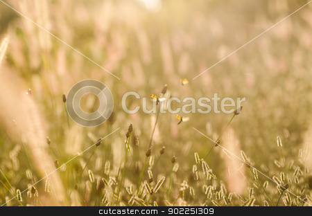To use this stock image in your creative project, please select the size you need over to the right and click the "Add to Cart" button.
Your downloaded image will come with the Cutcaster watermark removed so don’t worry about the watermark you see on this page. Black spotted yellow beetle in the meadows stock photo, Black spotted yellow beetle in the meadow nature by sweetcrisis