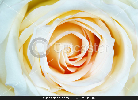 To use this stock image in your creative project, please select the size you need over to the right and click the "Add to Cart" button.
Your downloaded image will come with the Cutcaster watermark removed so don’t worry about the watermark you see on this page. rose stock photo, macro of white rose with water drops by Vitaliy Pakhnyushchyy