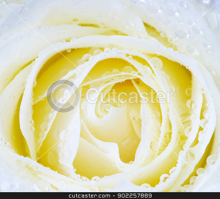 To use this stock image in your creative project, please select the size you need over to the right and click the "Add to Cart" button.
Your downloaded image will come with the Cutcaster watermark removed so don’t worry about the watermark you see on this page. white rose stock photo, macro of white rose with water drops by Vitaliy Pakhnyushchyy