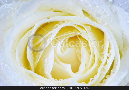 To use this stock image in your creative project, please select the size you need over to the right and click the "Add to Cart" button.
Your downloaded image will come with the Cutcaster watermark removed so don’t worry about the watermark you see on this page. white rose stock photo, macro of white rose with water drops by Vitaliy Pakhnyushchyy