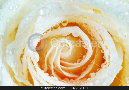 To use this stock image in your creative project, please select the size you need over to the right and click the "Add to Cart" button.
Your downloaded image will come with the Cutcaster watermark removed so don’t worry about the watermark you see on this page. rose with drops stock photo, macro of white rose with water drops by Vitaliy Pakhnyushchyy