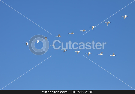 To use this stock image in your creative project, please select the size you need over to the right and click the "Add to Cart" button.
Your downloaded image will come with the Cutcaster watermark removed so don’t worry about the watermark you see on this page. Tundra Swans Flying in Formation stock photo, Tundra Swans ( Cygnus columbianus ) fly in V- formation.This swan is similar to the Whistling Swan and Trumpeter Swan. by Delmas Lehman
