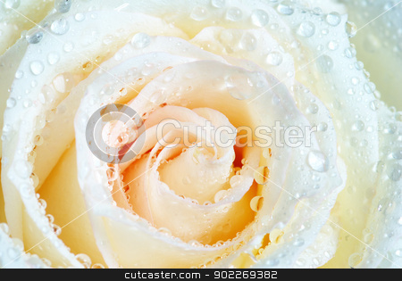 To use this stock image in your creative project, please select the size you need over to the right and click the "Add to Cart" button.
Your downloaded image will come with the Cutcaster watermark removed so don’t worry about the watermark you see on this page. white rose stock photo, macro of white rose with water drops by Vitaliy Pakhnyushchyy