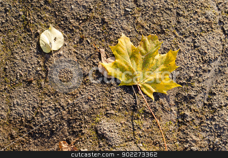 To use this stock image in your creative project, please select the size you need over to the right and click the "Add to Cart" button.
Your downloaded image will come with the Cutcaster watermark removed so don’t worry about the watermark you see on this page. colorful autumn maple linden tree leaves lie grunge asphalt road stock photo, colorful autumn maple and linden tree leaves lie on old grunge asphalt road. by sauletas