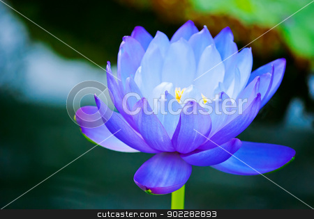 To use this stock image in your creative project, please select the size you need over to the right and click the "Add to Cart" button.
Your downloaded image will come with the Cutcaster watermark removed so don’t worry about the watermark you see on this page. water lily stock photo, beautiful blue water lily in Kew Gardens London by Desislava Dimitrova