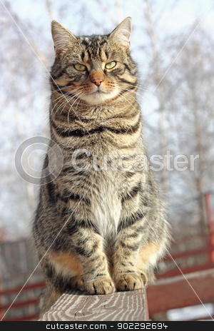 To use this stock image in your creative project, please select the size you need over to the right and click the "Add to Cart" button.
Your downloaded image will come with the Cutcaster watermark removed so don’t worry about the watermark you see on this page. cat on a fence stock photo, cat relaxing on a wooden fence in a cold day by coroiu octavian