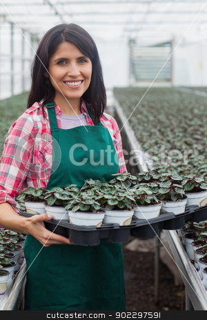 To use this stock image in your creative project, please select the size you need over to the right and click the "Add to Cart" button.
Your downloaded image will come with the Cutcaster watermark removed so don’t worry about the watermark you see on this page. Smiling woman carrying box of plants stock photo, Smiling woman carrying box of plants in greenhouse nursery by Wavebreak Media