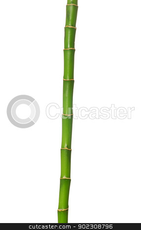 To use this stock image in your creative project, please select the size you need over to the right and click the "Add to Cart" button.
Your downloaded image will come with the Cutcaster watermark removed so don’t worry about the watermark you see on this page. green bamboo stock photo, green bamboo isolated on a white background by Vitaliy Pakhnyushchyy