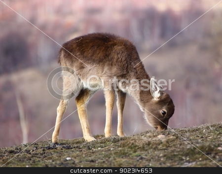 To use this stock image in your creative project, please select the size you need over to the right and click the "Add to Cart" button.
Your downloaded image will come with the Cutcaster watermark removed so don’t worry about the watermark you see on this page. fallow deer calf grazing stock photo, fallow deer calf ( dama dama ) grazing in the field the scarce winter grass by coroiu octavian