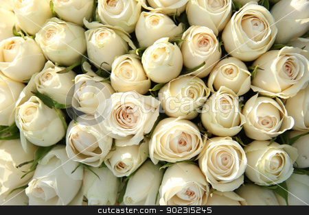 To use this stock image in your creative project, please select the size you need over to the right and click the "Add to Cart" button.
Your downloaded image will come with the Cutcaster watermark removed so don’t worry about the watermark you see on this page. Group of white roses, wedding decorations stock photo, Big group of white roses, part of wedding decorations by Porto Sabbia