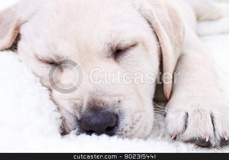 To use this stock image in your creative project, please select the size you need over to the right and click the "Add to Cart" button.
Your downloaded image will come with the Cutcaster watermark removed so don’t worry about the watermark you see on this page. Puppy Sleeping stock photo, Close up of Labrador retriever puppy dog sleeping on white bed by Stephanie Zieber