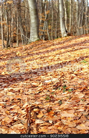 To use this stock image in your creative project, please select the size you need over to the right and click the "Add to Cart" button.
Your downloaded image will come with the Cutcaster watermark removed so don’t worry about the watermark you see on this page. forest ground stock photo, forest ground with faded leaves in late autumn by coroiu octavian