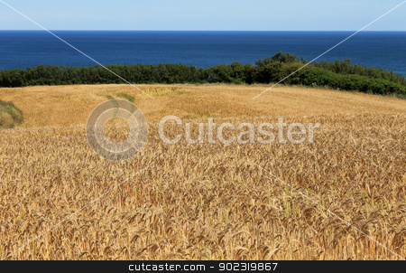 To use this stock image in your creative project, please select the size you need over to the right and click the "Add to Cart" button.
Your downloaded image will come with the Cutcaster watermark removed so don’t worry about the watermark you see on this page. Cornfield by blue sea stock photo, Scenic view of golden cornfield in countryside with blue sea in background. by Martin Crowdy