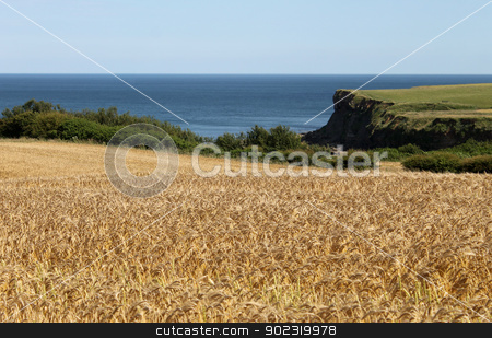 To use this stock image in your creative project, please select the size you need over to the right and click the "Add to Cart" button.
Your downloaded image will come with the Cutcaster watermark removed so don’t worry about the watermark you see on this page. Cornfield by sea stock photo, Scenic view of golden cornfield with blue sea in background. by Martin Crowdy