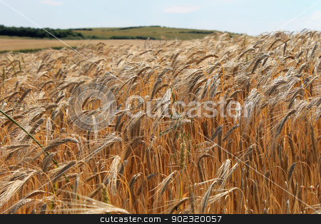 To use this stock image in your creative project, please select the size you need over to the right and click the "Add to Cart" button.
Your downloaded image will come with the Cutcaster watermark removed so don’t worry about the watermark you see on this page. Cornfield stock photo, Scenic view of ripe cornfield in countryside, England by Martin Crowdy