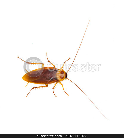 To use this stock image in your creative project, please select the size you need over to the right and click the "Add to Cart" button.
Your downloaded image will come with the Cutcaster watermark removed so don’t worry about the watermark you see on this page. Cockroach isolated on white background stock photo, Cockroach isolated on white background by vaeenma