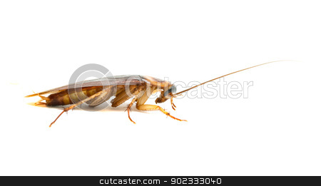 To use this stock image in your creative project, please select the size you need over to the right and click the "Add to Cart" button.
Your downloaded image will come with the Cutcaster watermark removed so don’t worry about the watermark you see on this page. Cockroach isolated on white background stock photo, Cockroach isolated on white background by vaeenma