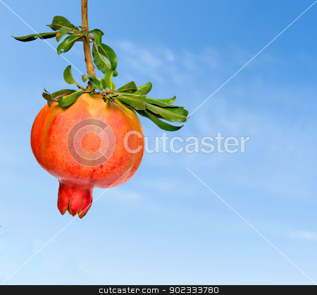 To use this stock image in your creative project, please select the size you need over to the right and click the "Add to Cart" button.
Your downloaded image will come with the Cutcaster watermark removed so don’t worry about the watermark you see on this page. Pomegranate on sky background stock photo, Pomegranate on sky background by vaeenma
