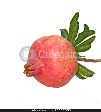 To use this stock image in your creative project, please select the size you need over to the right and click the "Add to Cart" button.
Your downloaded image will come with the Cutcaster watermark removed so don’t worry about the watermark you see on this page. Ripe pomegranates and green leaves isolated on white background stock photo, Ripe pomegranates and green leaves isolated on white background by vaeenma