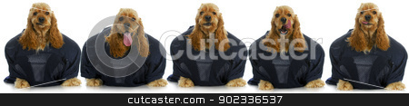 To use this stock image in your creative project, please select the size you need over to the right and click the "Add to Cart" button.
Your downloaded image will come with the Cutcaster watermark removed so don’t worry about the watermark you see on this page. sports hound stock photo, sports hounds - line up of cocker spaniels wearing football jerseys isolted on white background by John McAllister
