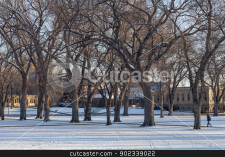 To use this stock image in your creative project, please select the size you need over to the right and click the "Add to Cart" button.
Your downloaded image will come with the Cutcaster watermark removed so don’t worry about the watermark you see on this page. alley of old elm trees at university campus stock photo, Alley of old elm trees - historical Oval at Colorado State University campus, Fort Collins, winter morning by Marek Uliasz