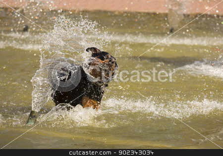To use this stock image in your creative project, please select the size you need over to the right and click the "Add to Cart" button.
Your downloaded image will come with the Cutcaster watermark removed so don’t worry about the watermark you see on this page. Happy Rottweiler Playing in the Water Fountain stock photo, Happy Rottweiler Playing in the Water Fountain on a Hot Summer Day. by Andy Dean