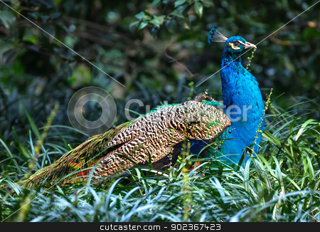 To use this stock image in your creative project, please select the size you need over to the right and click the "Add to Cart" button.
Your downloaded image will come with the Cutcaster watermark removed so don’t worry about the watermark you see on this page. Blue Peacock Pavo Afopavo Feathers stock photo, Blue Peacock Pavo Afopavo Feathers by William Perry