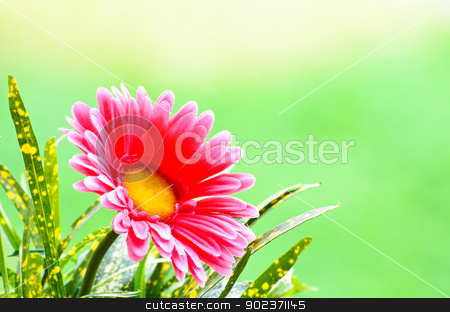 To use this stock image in your creative project, please select the size you need over to the right and click the "Add to Cart" button.
Your downloaded image will come with the Cutcaster watermark removed so don’t worry about the watermark you see on this page. Pink gerbera. stock photo, Pink gerbera on green background. by chatchai