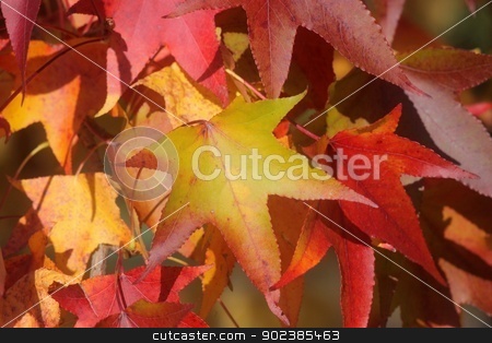 To use this stock image in your creative project, please select the size you need over to the right and click the "Add to Cart" button.
Your downloaded image will come with the Cutcaster watermark removed so don’t worry about the watermark you see on this page. Autumn leaves stock photo, Autumn leaves by Zvonimir Atletic