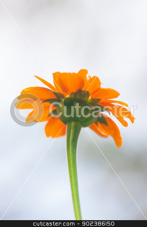 To use this stock image in your creative project, please select the size you need over to the right and click the "Add to Cart" button.
Your downloaded image will come with the Cutcaster watermark removed so don’t worry about the watermark you see on this page. Beautiful Flower plant stock photo, Beautiful Flower plant by iroomm
