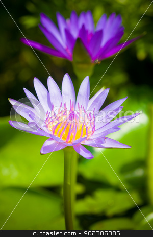 To use this stock image in your creative project, please select the size you need over to the right and click the "Add to Cart" button.
Your downloaded image will come with the Cutcaster watermark removed so don’t worry about the watermark you see on this page. Lotus flower stock photo, Lotus flower by iroomm