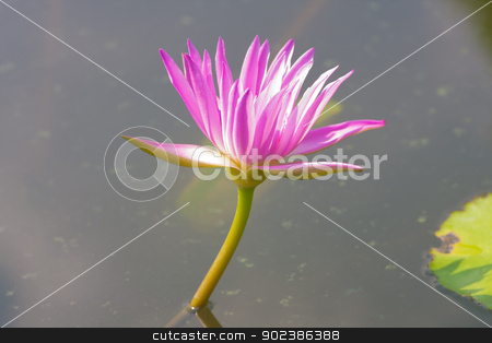 To use this stock image in your creative project, please select the size you need over to the right and click the "Add to Cart" button.
Your downloaded image will come with the Cutcaster watermark removed so don’t worry about the watermark you see on this page. Lotus flower stock photo, Lotus flower by iroomm