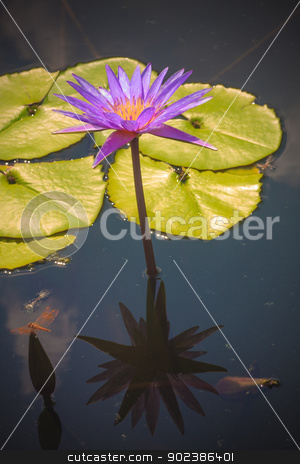 To use this stock image in your creative project, please select the size you need over to the right and click the "Add to Cart" button.
Your downloaded image will come with the Cutcaster watermark removed so don’t worry about the watermark you see on this page. Lotus flower stock photo, Lotus flower by iroomm