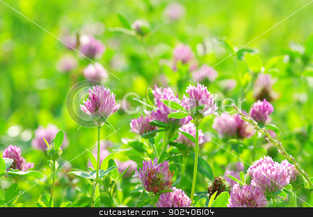 To use this stock image in your creative project, please select the size you need over to the right and click the "Add to Cart" button.
Your downloaded image will come with the Cutcaster watermark removed so don’t worry about the watermark you see on this page. clovers stock photo, red flower clovers on green background by Vitaliy Pakhnyushchyy