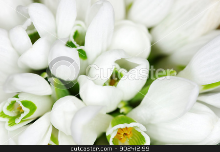 To use this stock image in your creative project, please select the size you need over to the right and click the "Add to Cart" button.
Your downloaded image will come with the Cutcaster watermark removed so don’t worry about the watermark you see on this page. snowdrop flowers stock photo, Spring snowdrop flowers closeup background by Vitaliy Pakhnyushchyy