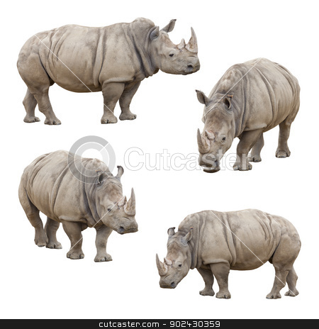 To use this stock image in your creative project, please select the size you need over to the right and click the "Add to Cart" button.
Your downloaded image will come with the Cutcaster watermark removed so don’t worry about the watermark you see on this page. Set of Rhinoceros Isolated on a White Background stock photo, Set of Four Rhinoceros Isolated on a White Background. by Andy Dean