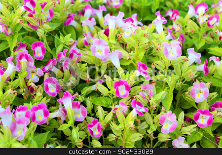 To use this stock image in your creative project, please select the size you need over to the right and click the "Add to Cart" button.
Your downloaded image will come with the Cutcaster watermark removed so don’t worry about the watermark you see on this page. flower in garden stock photo, flower in garden under sunshine by dinhngochung