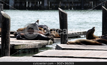To use this stock image in your creative project, please select the size you need over to the right and click the "Add to Cart" button.
Your downloaded image will come with the Cutcaster watermark removed so don’t worry about the watermark you see on this page. Sea Lions stock photo, Sea lions at pier 39 in San Francisco. by Henrik Lehnerer
